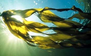 Fucoxantina el alga para perdida de peso