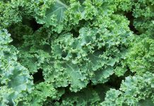 Kale fuente de fibra