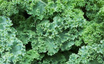 Kale fuente de fibra