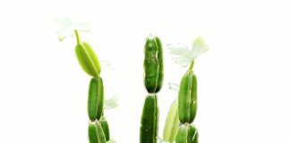 Beneficios cissus Quadrangularis