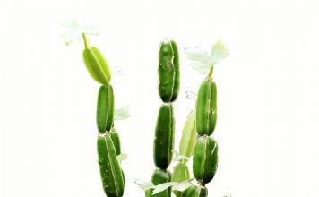 Beneficios cissus Quadrangularis