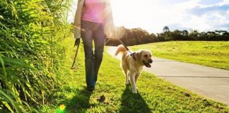 Caminar con tu perro