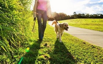 Caminar con tu perro