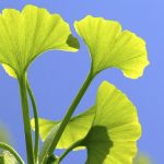 Especias y plantas beneficiosas para el cerebro