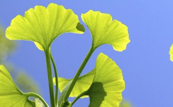 Especias y plantas beneficiosas para el cerebro