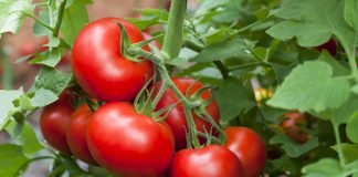 Tomates ricos en licopeno