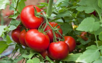 Tomates ricos en licopeno