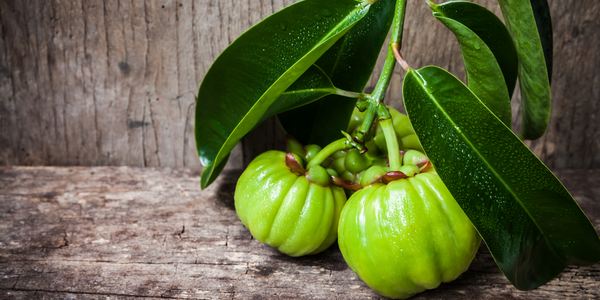 garcinia-cambogia