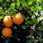 naranjas-calorias-y-beneficios-para-la-salud