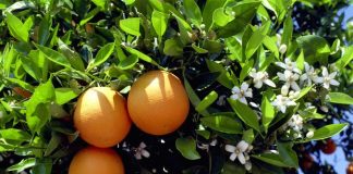 naranjas-calorias-y-beneficios-para-la-salud