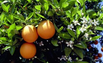 naranjas-calorias-y-beneficios-para-la-salud