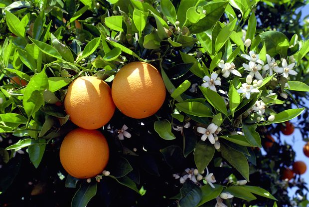 naranjas-calorias-y-beneficios-para-la-salud